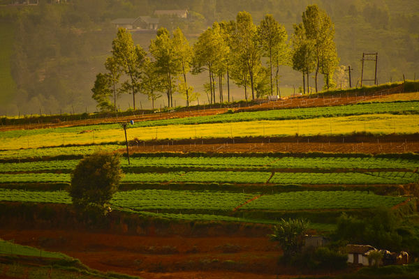 Ooty